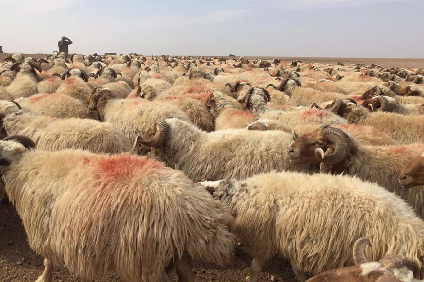 Hayvan yetiştiricilerine damızlık koç ve teke desteği